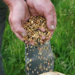 Read more about Bright Seeds