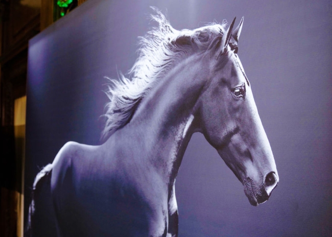 Horse image conference backdrop