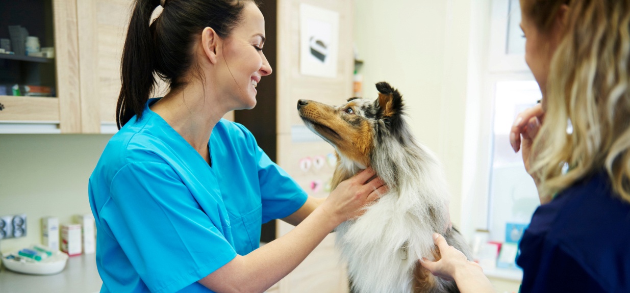 A vet with a dog