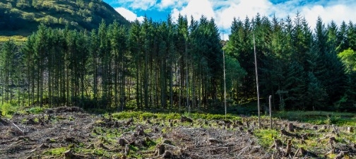 "A picture of trees"
