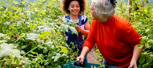 Two people picking strawberries