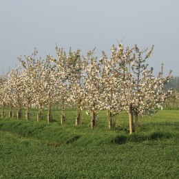 Read more about agroforestry financing