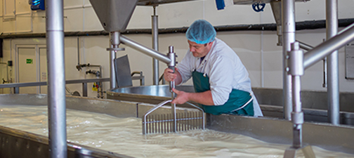 A cheese factory employee looking after a fresh vat of curds