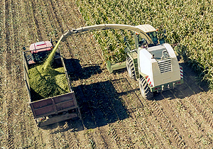 Combine harvesting crops on a farm