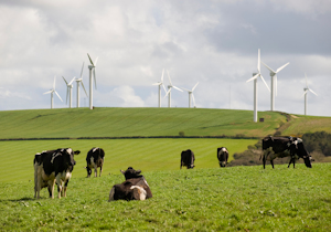 Cows grazing in field with wind turbines in the background