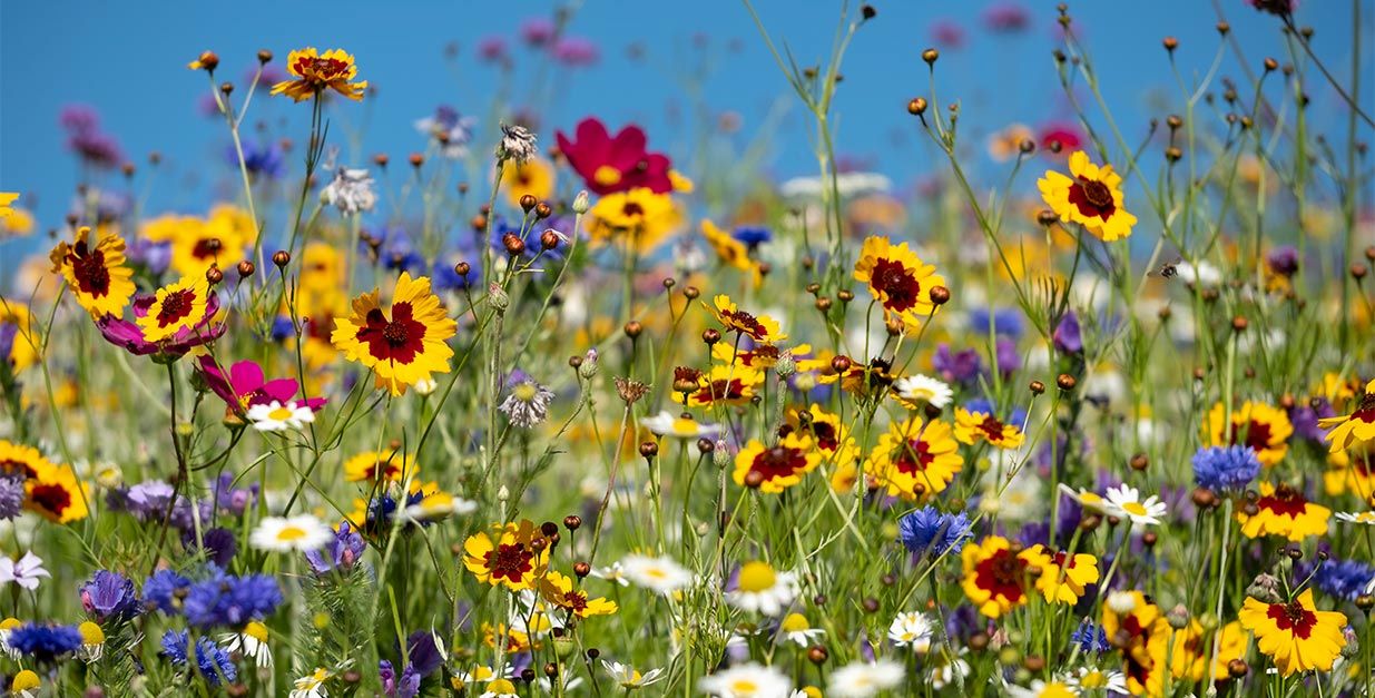 Flowers in field