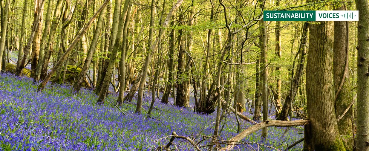Bluebells in woods