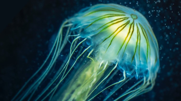 jellyfish