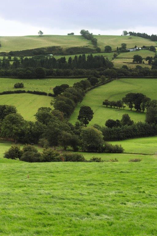 Woodland Trust image provided by Rory Francis