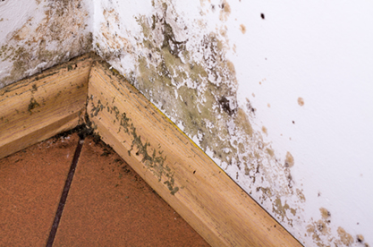 Damp and mould