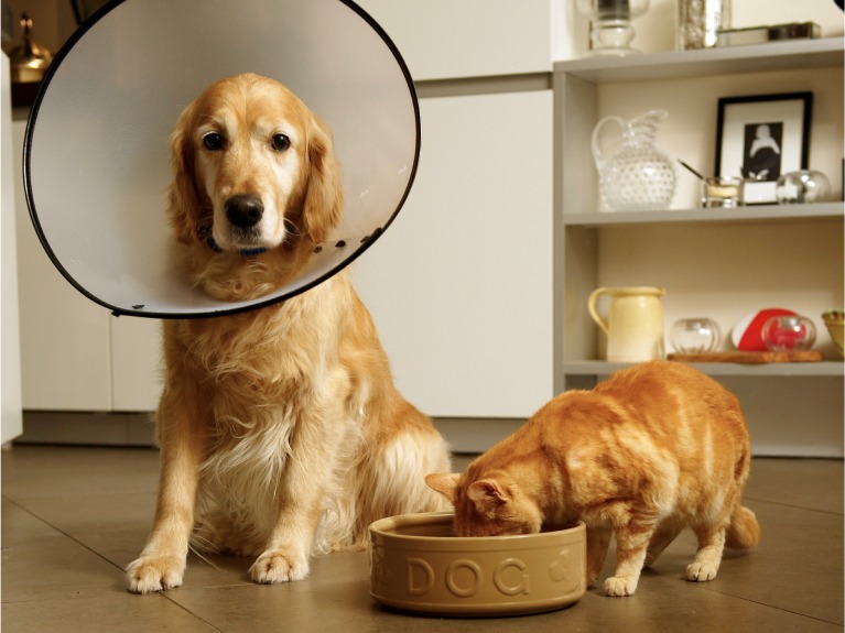 A dog in head collar and a cat drinking from a a bowl.