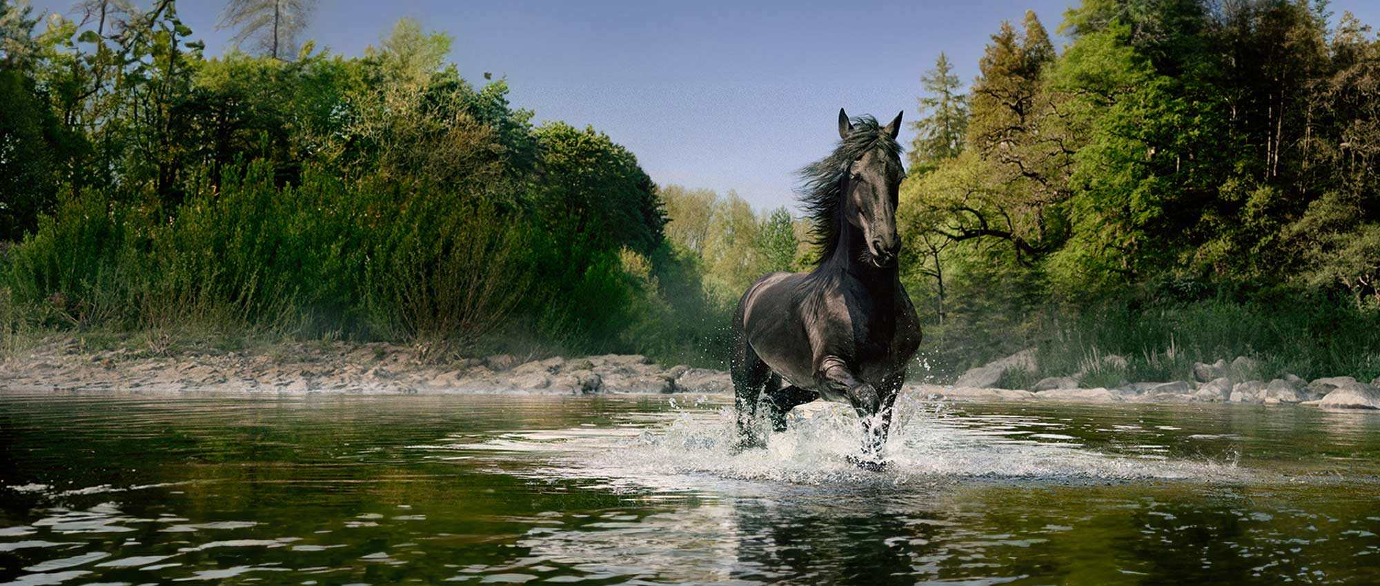 A horse walking in water