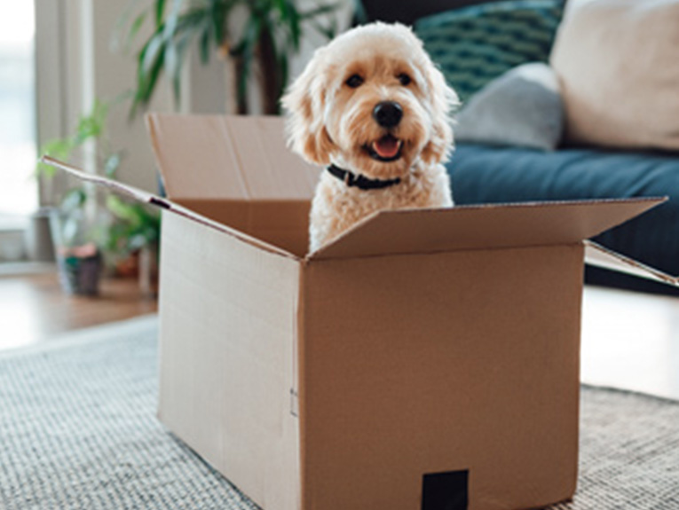 Dog in a cardboard box