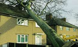 House damaged by tree